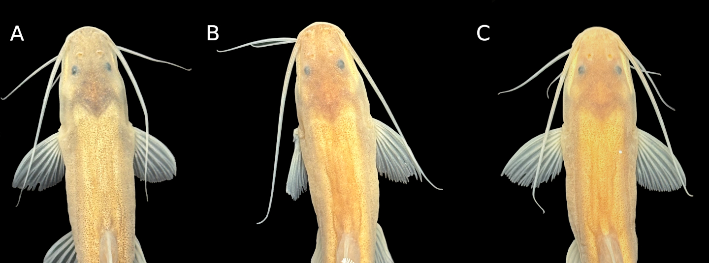 Orgullo lilloano: descubren una nueva especie de pez en el Bermejo