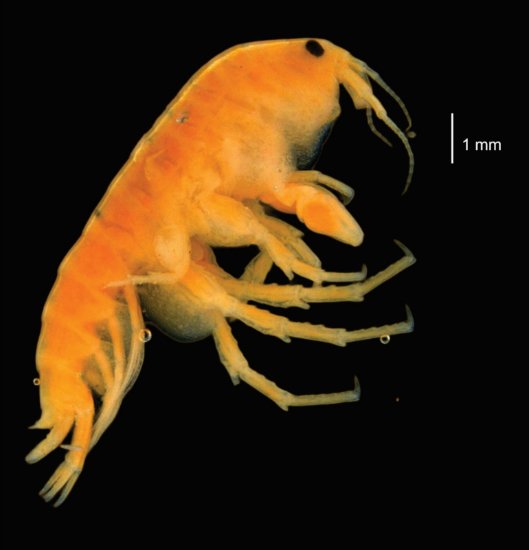 Hyalella inca. Ejemplar macho