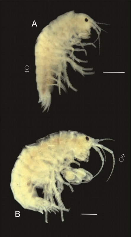 Hyalella domuyo 