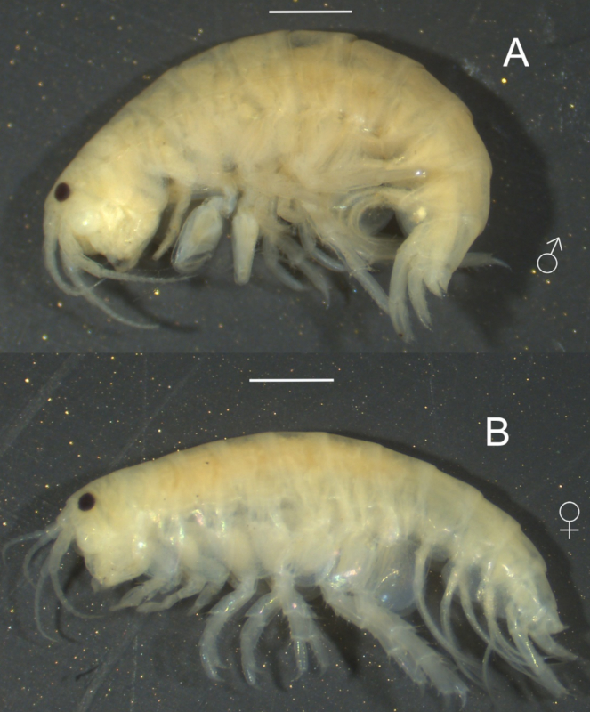 Hyalella rioturbiensis