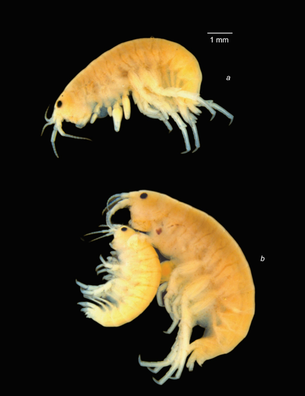 Hyalella oscari, a : ejemplar macho, b, copula de macho y hembra
