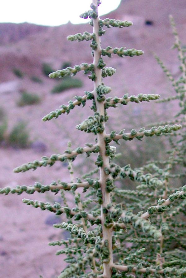 Acantholippia deserticola, también conocida como “rica-rica”, es un arbusto muy aromático empleado en medicina tradicional.