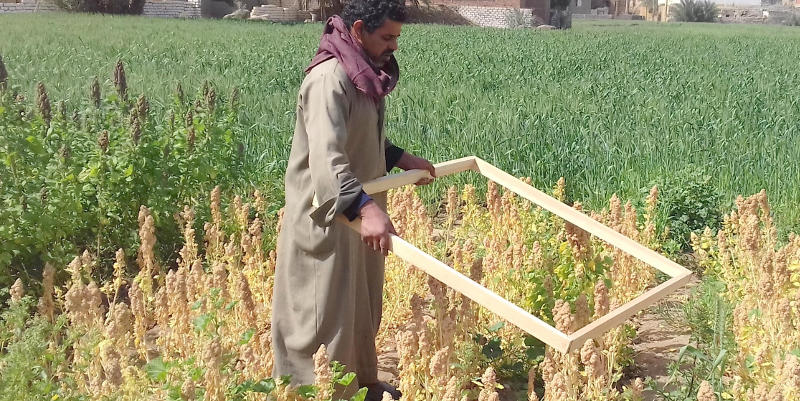Cultivo de quinoa en Egipto con asesoramiento de Fundación Miguel Lillo