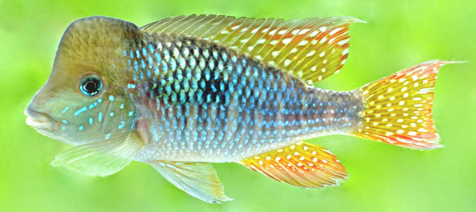 Macho de Gymnogeophagus jaryi