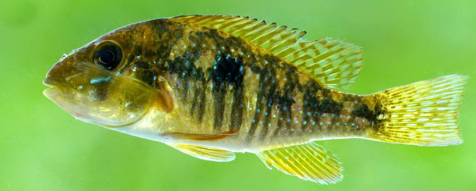 Hembra de Gymnogeophagus jaryi