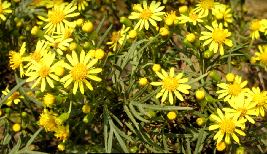 Foto de Guía Visual “Plantas y animales de la Sierra San Javier”