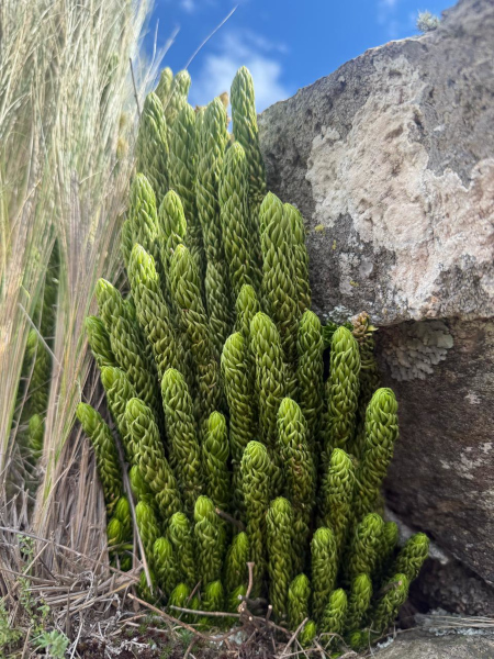 Planta de la licofita Phlegmariurus saururus en el ambiente