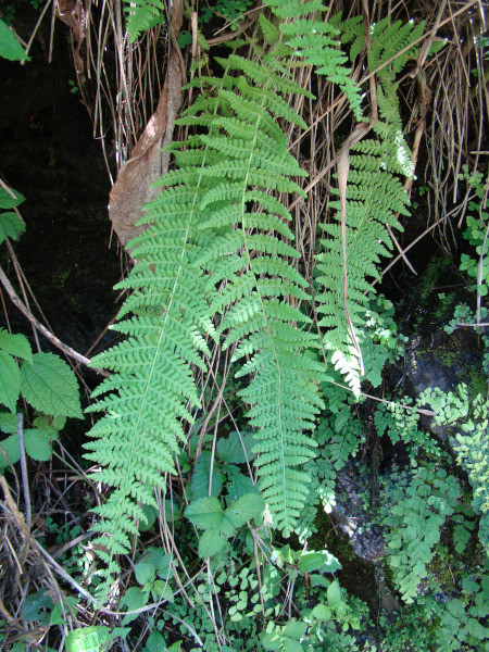 Descubren nueva especie de helecho, fundamental para la biodiversidad