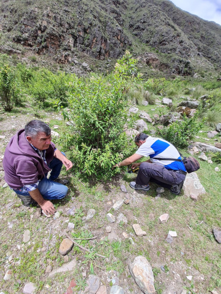 Descubren nueva especie de helecho, fundamental para la biodiversidad