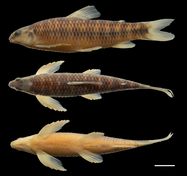 De Argentina al mundo: descubren tres nuevas especies de peces