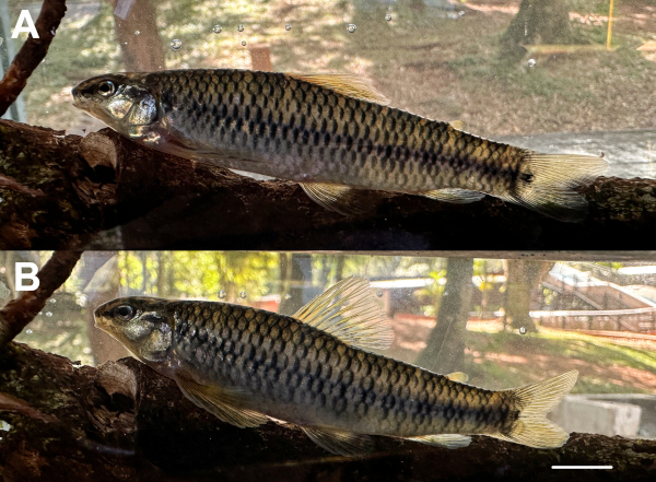 De Argentina al mundo: descubren tres nuevas especies de peces