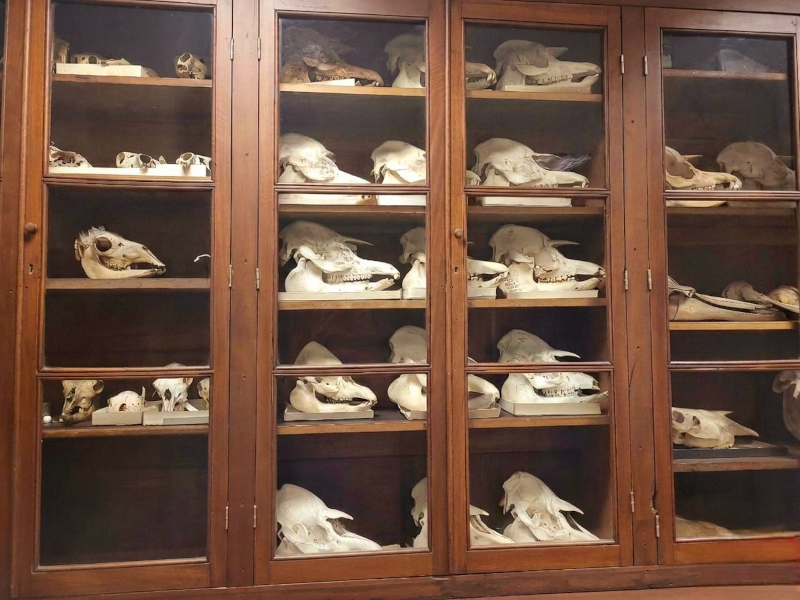 Colección de mamíferos (CML)