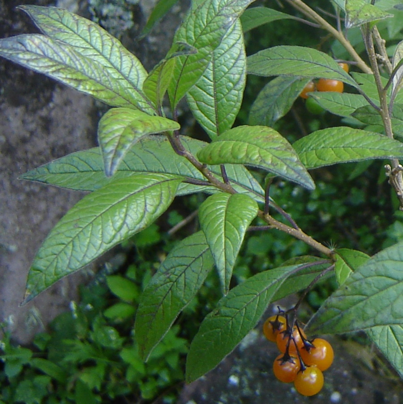 Descubren una nueva especie de “tomatillo silvestre” endémica del