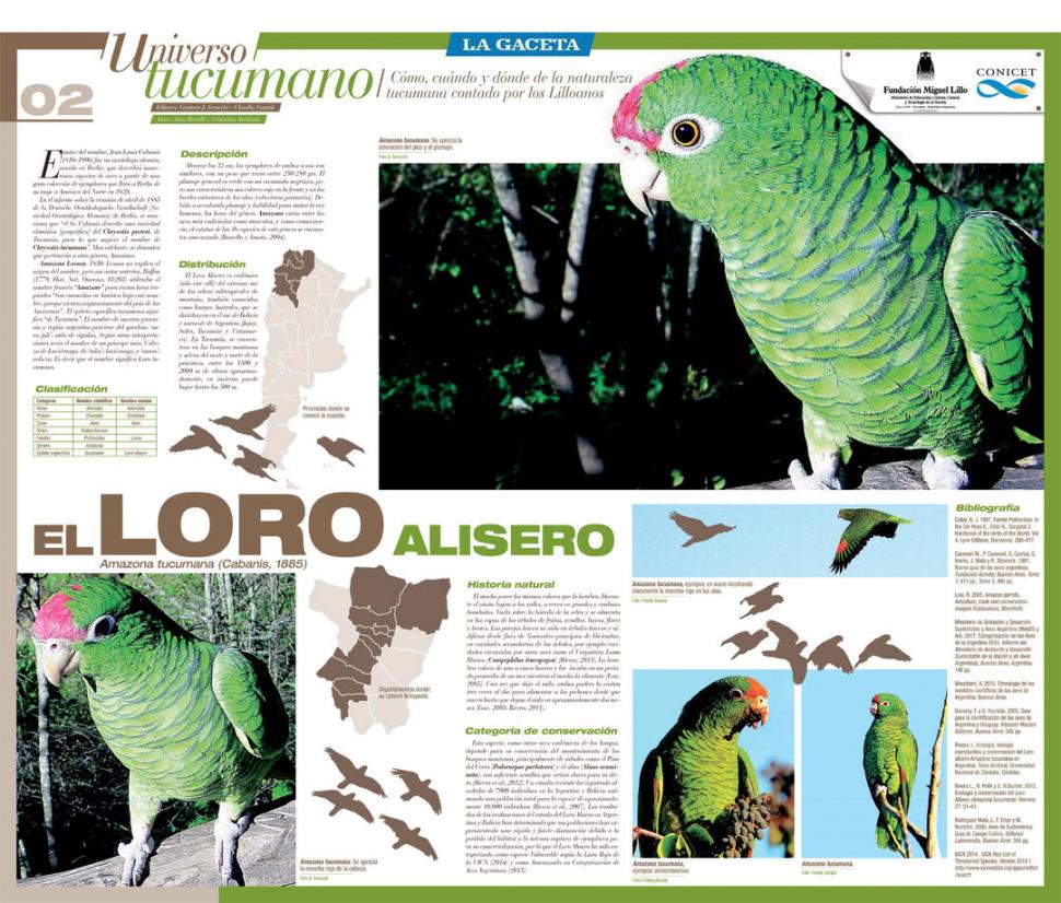 Loro Alisero, Universo Tucumano, La Gaceta