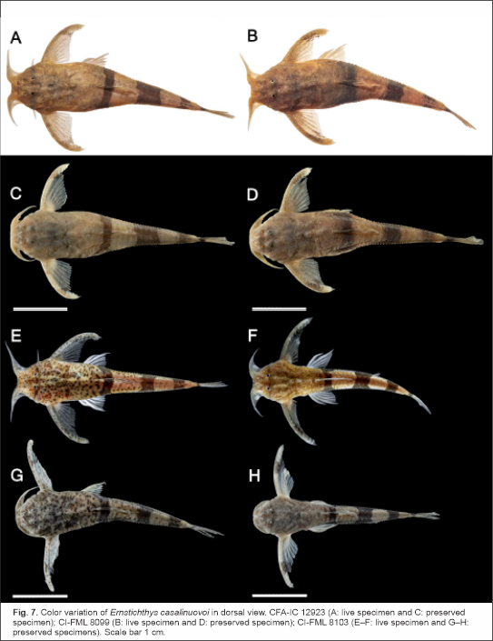 Científicos de la FML descubren nueva especie de bagre en el Bermejo