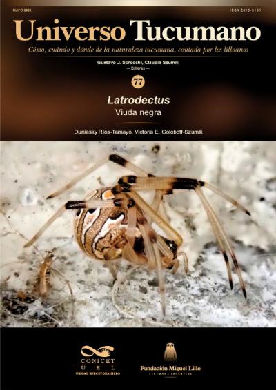 Universo Tucumano 77 (2022): Viuda negra (Latrodectus)