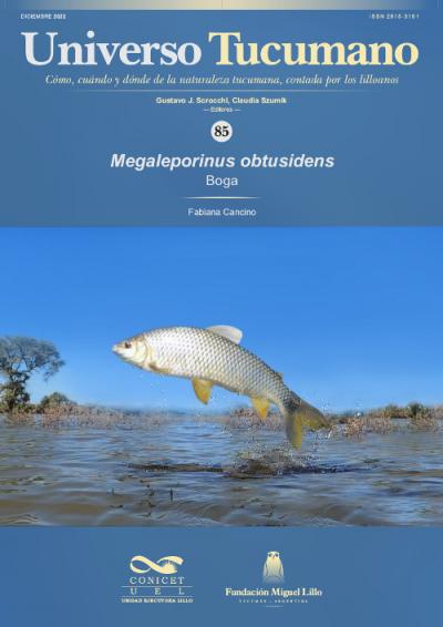 Universo Tucumano 85 (2022): Boga (Megaleporinus obtusidens)
