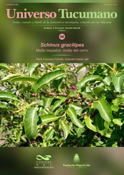 Universo Tucumano 86 (2022): Molle trepador, molle del cerro (Schinus gracilipes)