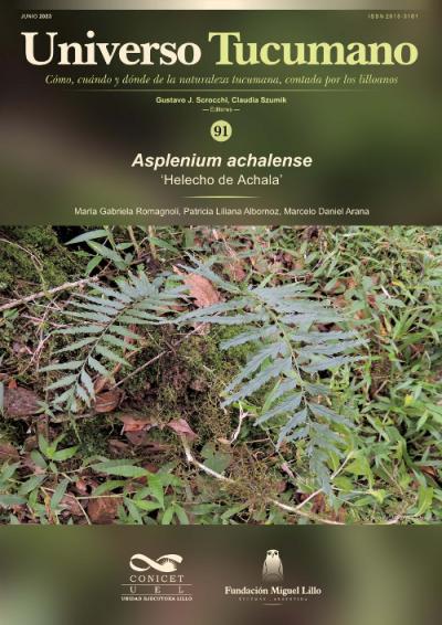 Universo Tucumano 91 (2023): Helecho de Achala (Asplenium achalense)