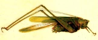 Familia Tettigonidae