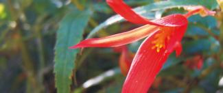 Familia Begoniaceae