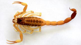 Los alacranes venenosos tienen pinzas largas y poseen en el telson (cola) una especie de "doble aguijón"