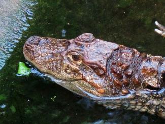 Caiman latirostris en zoológico de Nueva Zelanda.