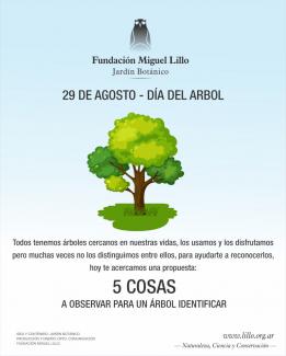 Día del Árbol (2020): 5 cosas a observar para un árbol identificar