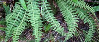 Descubren nueva especie de helecho, fundamental para la biodiversidad