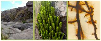 Simbiosis inédita en plantas ancestrales: primer registro de ectomicorrizas en licofitas