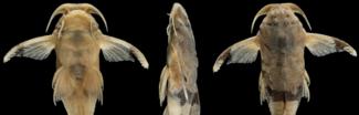 Científicos de la FML descubren nueva especie de bagre en el Bermejo