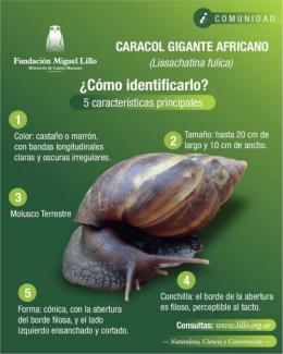 Caracol Gigante Africano (Lissachatina fulica) (2026)