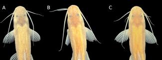 Orgullo lilloano: descubren una nueva especie de pez en el Bermejo