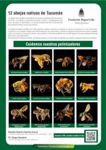 12 abejas nativas de Tucumán