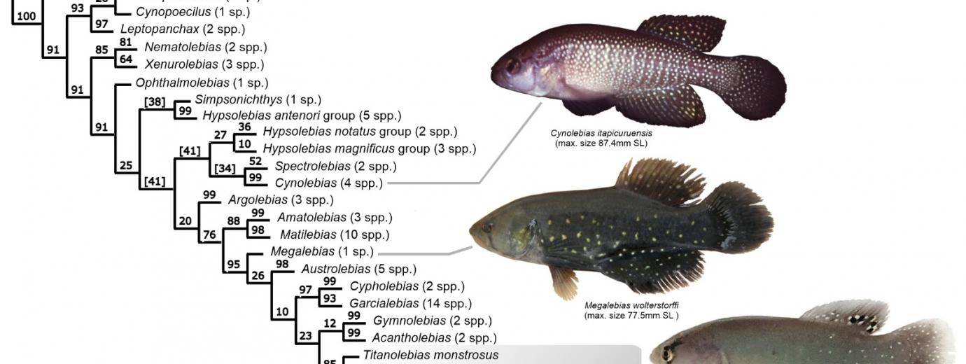 Descubren nueva especie de pez en humedales de Chaco