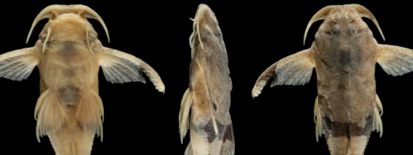 Científicos de la FML descubren nueva especie de bagre en el Bermejo
