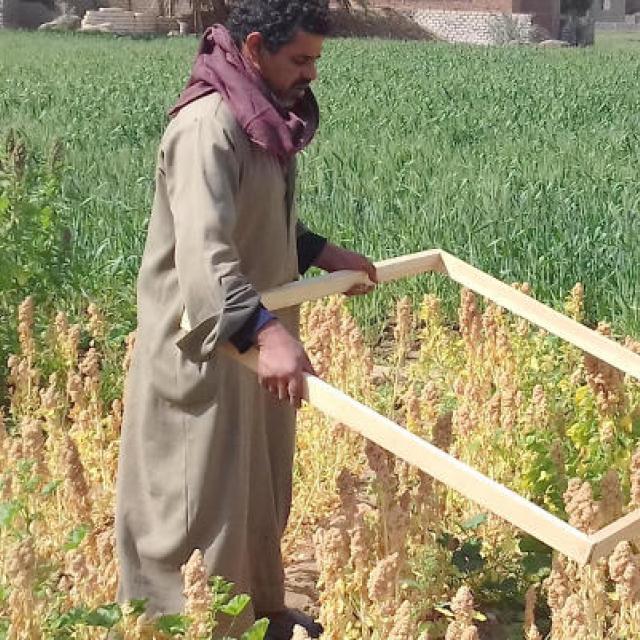 La FML ya realizó un asesoramiento sobre quinoa en Egipto. Foto Juan González