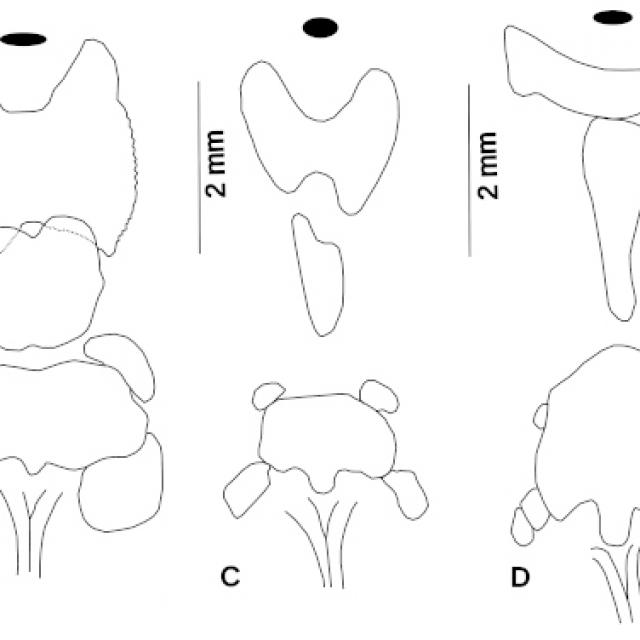 Científicos de la FML descubren nueva especie de bagre en el Bermejo