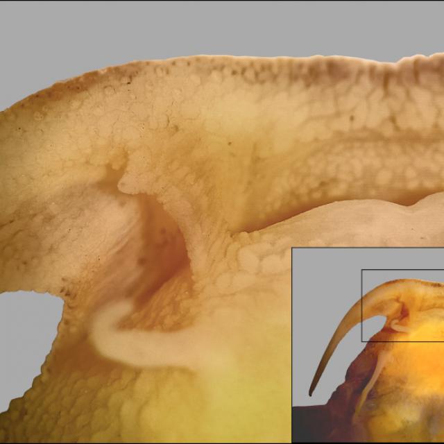 Científicos de la FML descubren nueva especie de bagre en el Bermejo