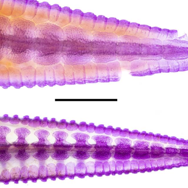 Científicos de la FML descubren nueva especie de bagre en el Bermejo