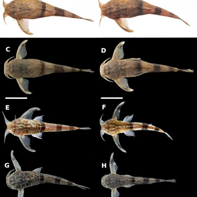 Científicos de la FML descubren nueva especie de bagre en el Bermejo