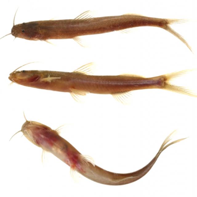 Orgullo lilloano: descubren una nueva especie de pez en el Bermejo