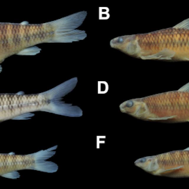 De Argentina al mundo: descubren tres nuevas especies de peces